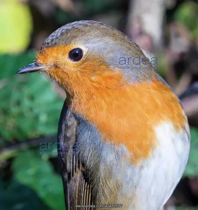 : European Robin - female - UK : European Robin - female - UK