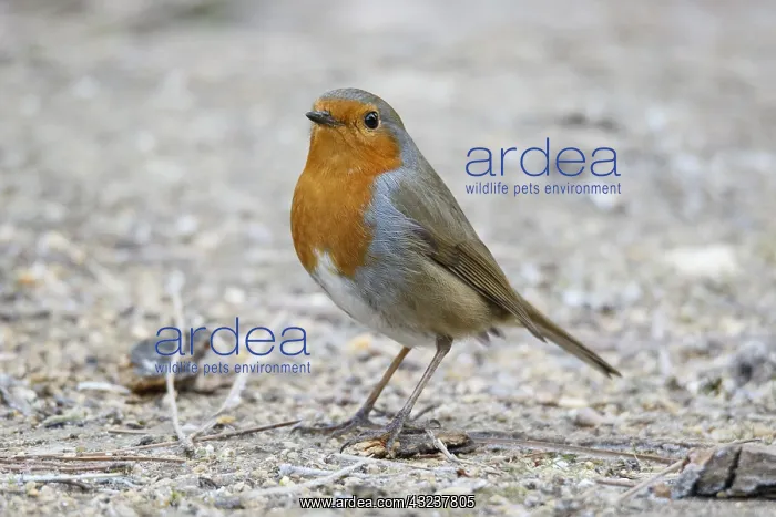 : European Robin - on field floor - Castilla Leon, Spain : European Robin - on field floor - Castilla Leon, Spain