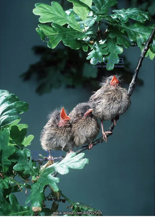  : European ROBIN - fledglings  /  young on branch