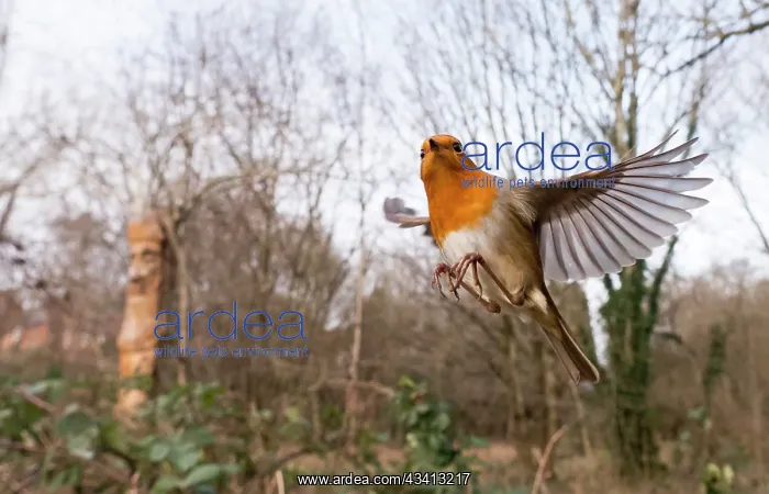 : European Robin - in flight over bramble - UK : European Robin - in flight over bramble - UK