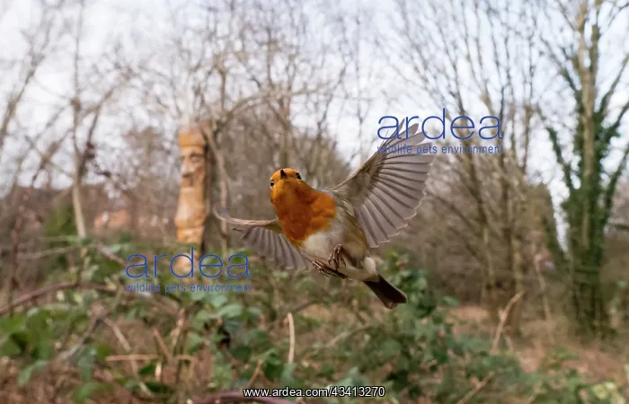 : European Robin - in flight over bramble - UK : European Robin - in flight over bramble - UK