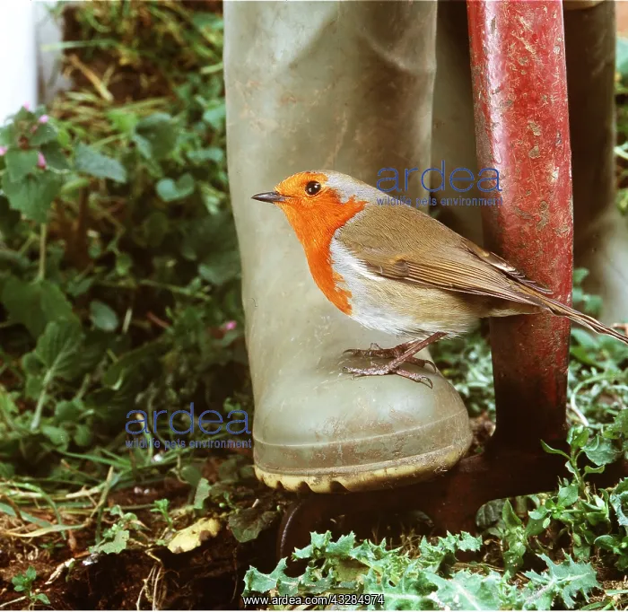 : European ROBIN - ON GARDEN BOOT : European ROBIN - ON GARDEN BOOT