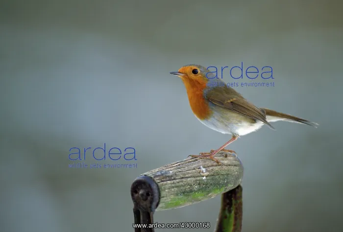  : European Robin - on garden spade handle