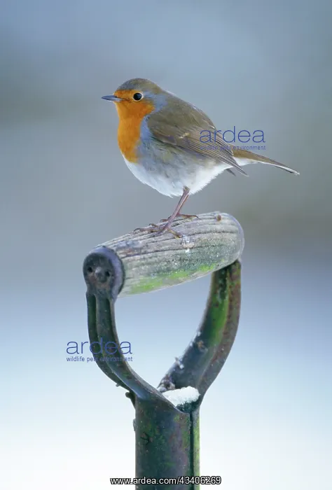: European ROBIN - on garden spade handle in winter : European ROBIN - on garden spade handle in winter