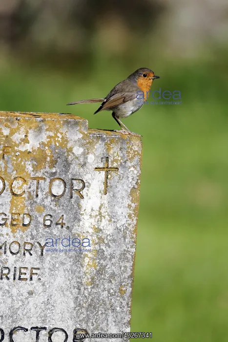 : European Robin on grave stone - England UK Robin : European Robin on grave stone - England UK Robin