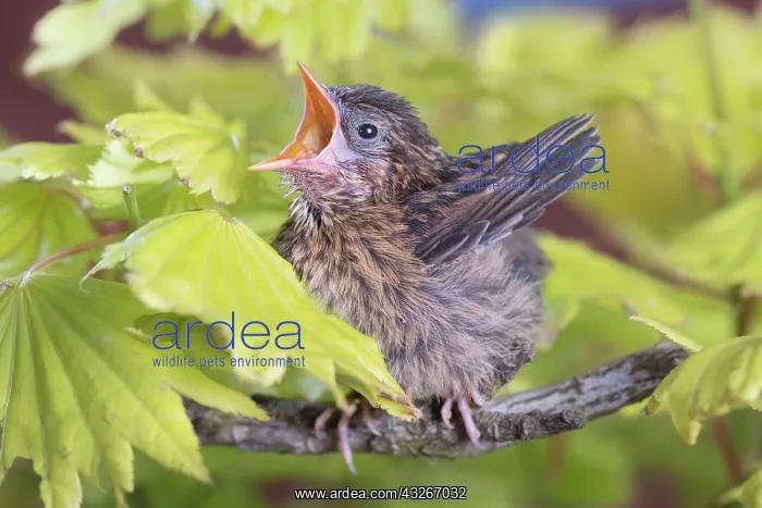 : European Robin - juvenile : European Robin - juvenile