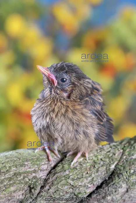 : European Robin - juvenile : European Robin - juvenile