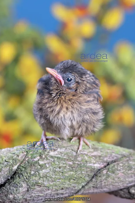 : European Robin - juvenile : European Robin - juvenile