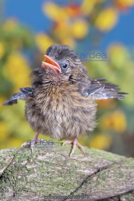 : European Robin - juvenile : European Robin - juvenile