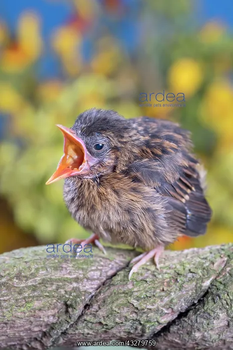 : European Robin - juvenile : European Robin - juvenile