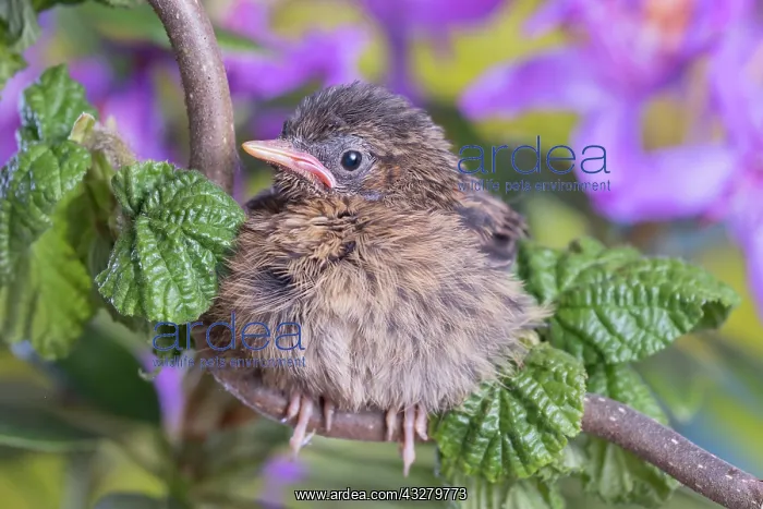 : European Robin - juvenile : European Robin - juvenile