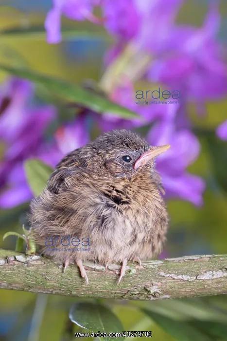 : European Robin - juvenile : European Robin - juvenile