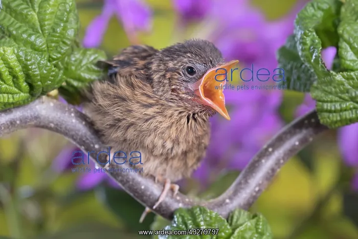 : European Robin - juvenile : European Robin - juvenile
