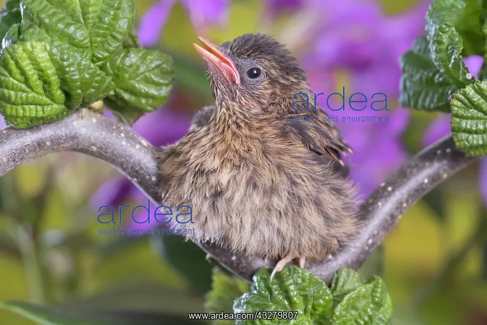 : European Robin - juvenile : European Robin - juvenile