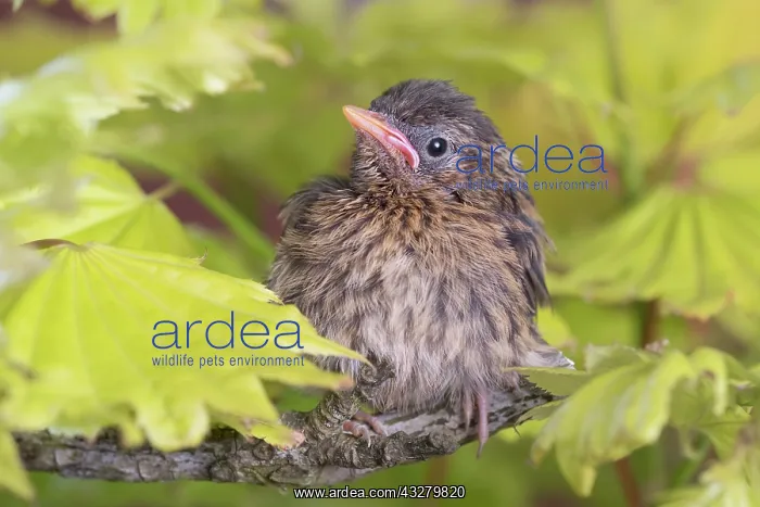 : European Robin - juvenile : European Robin - juvenile