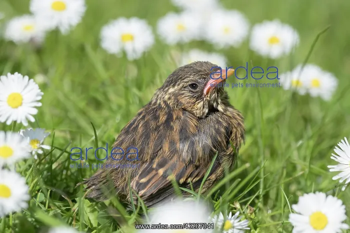 : European Robin - juvenile in daisies : European Robin - juvenile in daisies