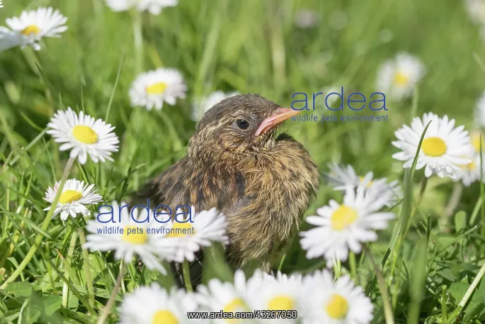 : European Robin - juvenile in daisies : European Robin - juvenile in daisies