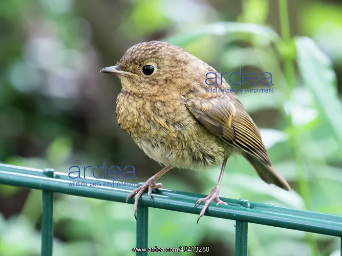 : European Robin - juvenile perched on fence - UK : European Robin - juvenile perched on fence - UK