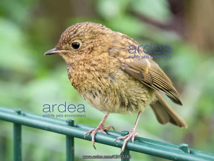 : European Robin - juvenile perched on fence - UK : European Robin - juvenile perched on fence - UK