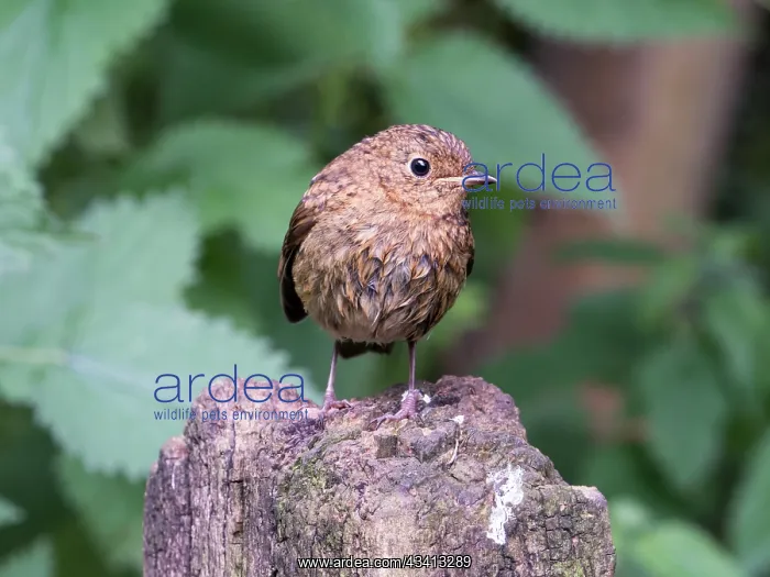 : European Robin - juvenile perched on post - UK : European Robin - juvenile perched on post - UK