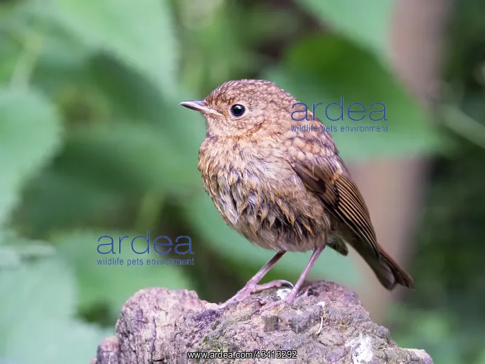 : European Robin - juvenile perched on post - UK : European Robin - juvenile perched on post - UK