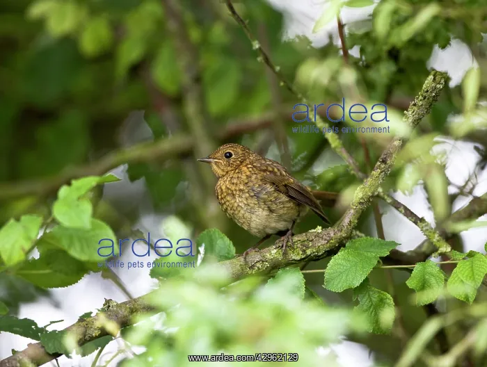 : European Robin - juvenile sitting in hedge : European Robin - juvenile sitting in hedge