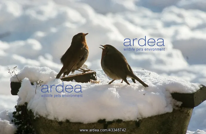 : European ROBIN - male displaying territorial aggression : European ROBIN - male displaying territorial aggression