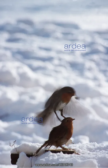 : European ROBIN - Male showing territorial aggression : European ROBIN - Male showing territorial aggression