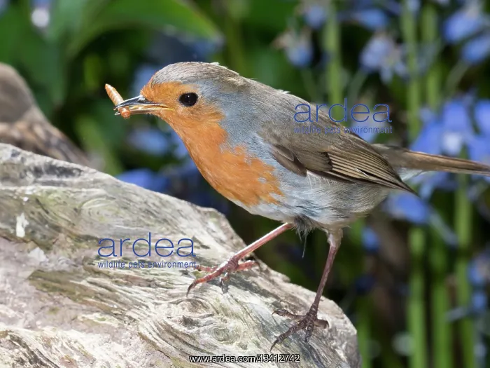 : European robin with mealworm - with bluebells - Birmingham U : European robin with mealworm - with bluebells - Birmingham U