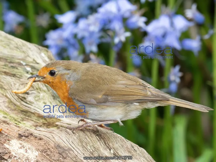 : European robin with mealworm - with bluebells - Birmingham U : European robin with mealworm - with bluebells - Birmingham U