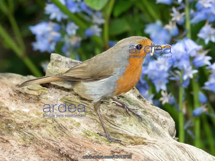 : European robin with mealworms - with bluebells - Birmingham : European robin with mealworms - with bluebells - Birmingham