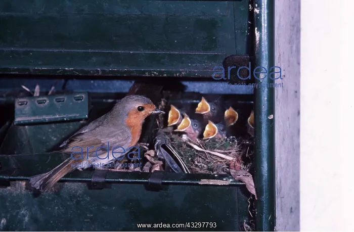 : European ROBIN - at nest in a shed with young : European ROBIN - at nest in a shed with young