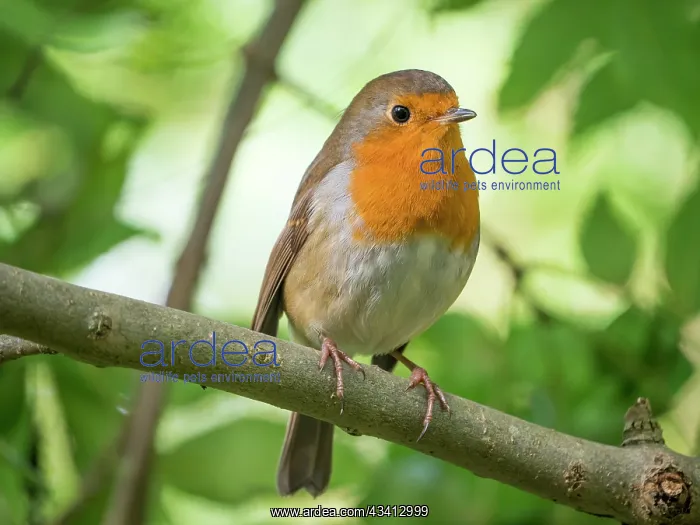 : European Robin - perched on Ash branch - UK : European Robin - perched on Ash branch - UK