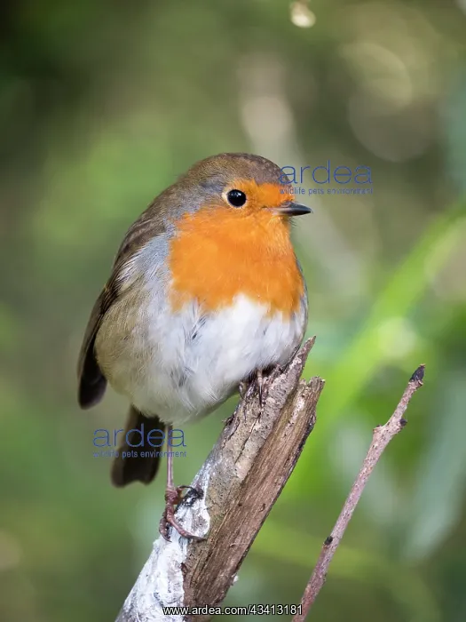 : European Robin - perched on Ash branch - UK : European Robin - perched on Ash branch - UK