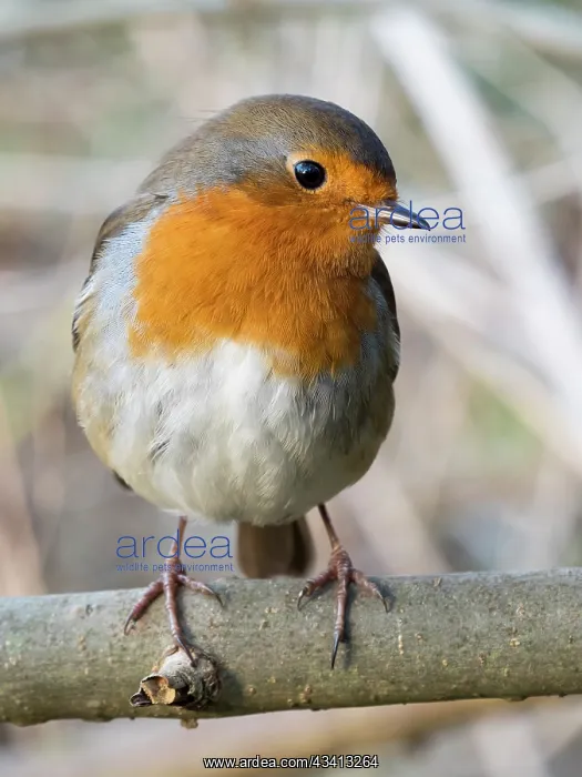 : European Robin - perched on Ash branch - UK : European Robin - perched on Ash branch - UK