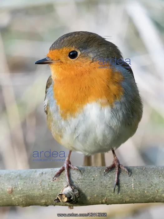 : European Robin - perched on Ash branch - UK : European Robin - perched on Ash branch - UK