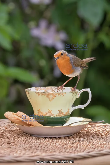 : European Robin perched on china tea cup with biscuits : European Robin perched on china tea cup with biscuits