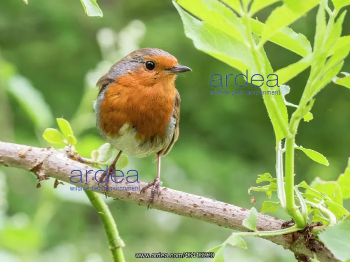 : European Robin - perched on elder - UK : European Robin - perched on elder - UK
