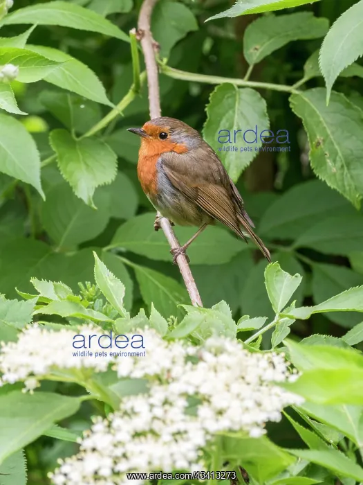 : European Robin - perched on elder - UK : European Robin - perched on elder - UK