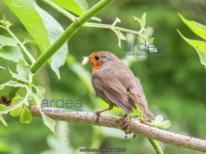 : European Robin - perched on elder with wax moth larva - UK : European Robin - perched on elder with wax moth larva - UK