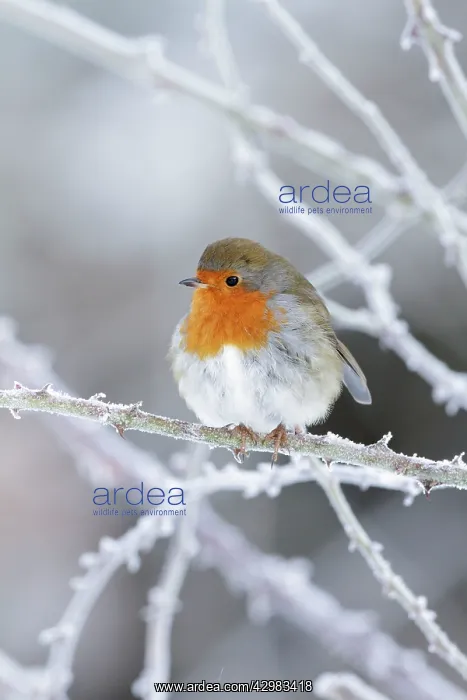 : European Robin - perched on frost covered bramble : European Robin - perched on frost covered bramble