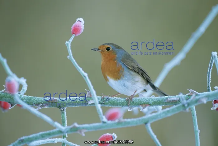 : European ROBIN - perched by frosty rosehips : European ROBIN - perched by frosty rosehips