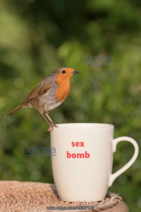 : European Robin perched on mug : European Robin perched on mug