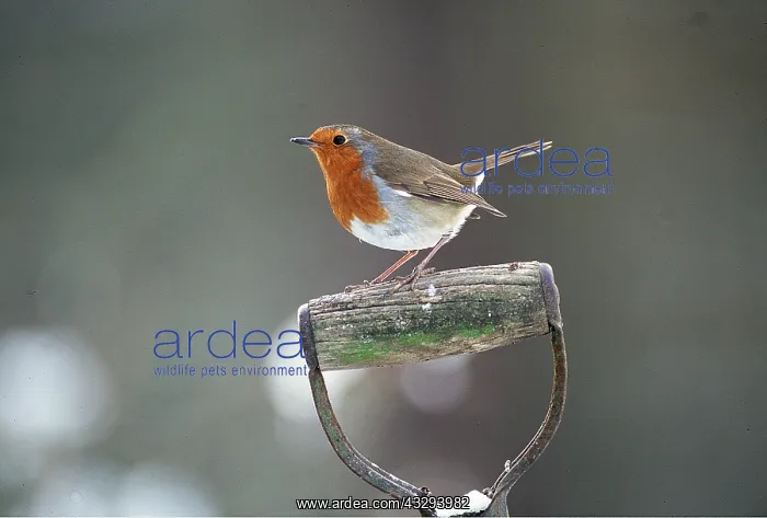 : European ROBIN - perched on spade handle : European ROBIN - perched on spade handle