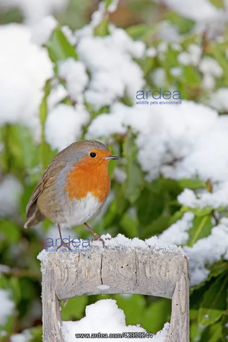 : European Robin - perched on spade handle in snow : European Robin - perched on spade handle in snow