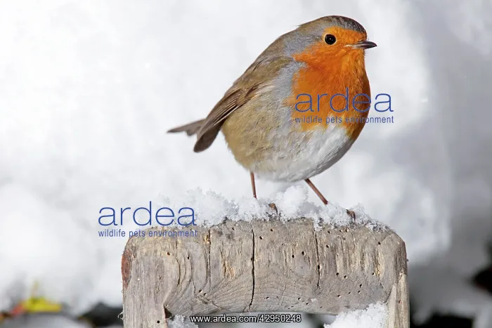 : European Robin - perched on spade handle in snow : European Robin - perched on spade handle in snow
