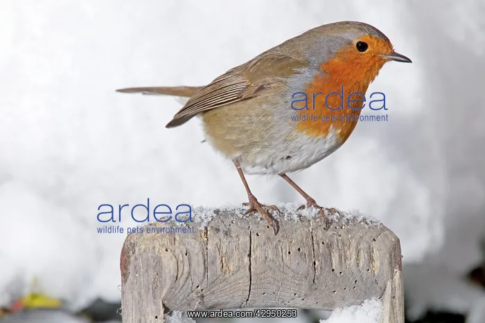 : European Robin - perched on spade handle in snow : European Robin - perched on spade handle in snow