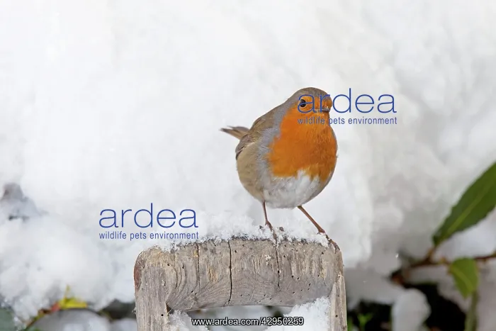 : European Robin - perched on spade handle in snow : European Robin - perched on spade handle in snow