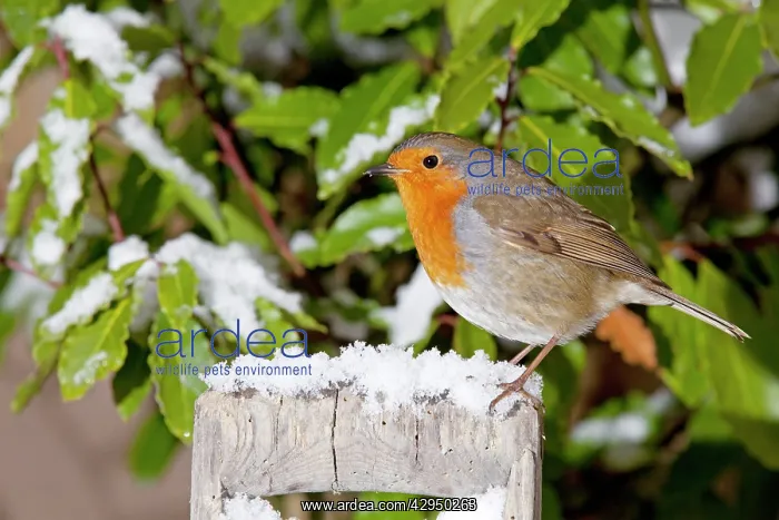 : European Robin - perched on spade handle in snow : European Robin - perched on spade handle in snow