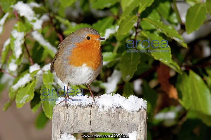 : European Robin - perched on spade handle in snow : European Robin - perched on spade handle in snow
